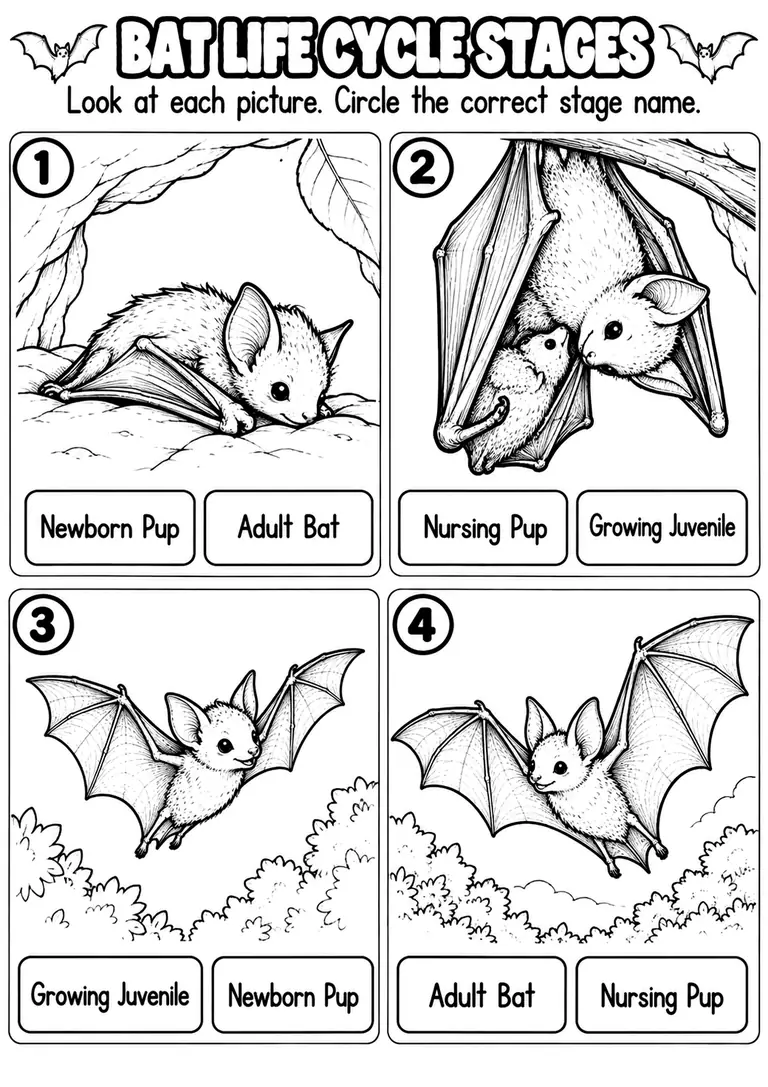 BAT LIFE CYCLE STAGES for Pre-K, Kindergarten, 1st Grade
