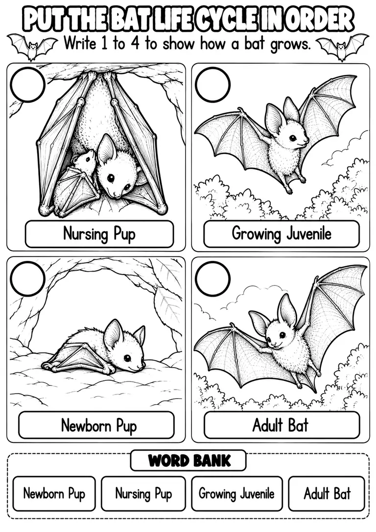 PUT THE BAT LIFE CYCLE IN ORDER for Pre-K, Kindergarten, 1st Grade