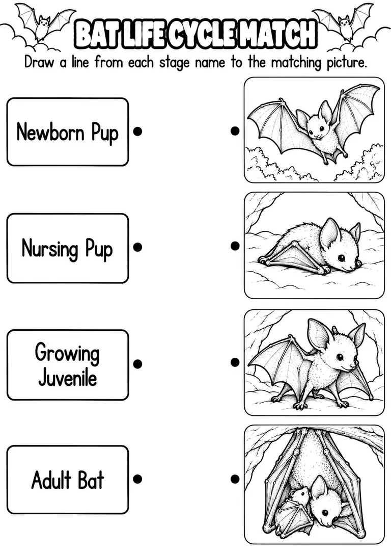 BAT LIFE CYCLE MATCH for Pre-K, Kindergarten, 1st Grade