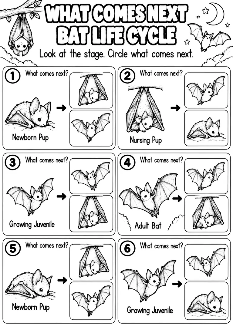 WHAT COMES NEXT BAT LIFE CYCLE for Pre-K, Kindergarten, 1st Grade