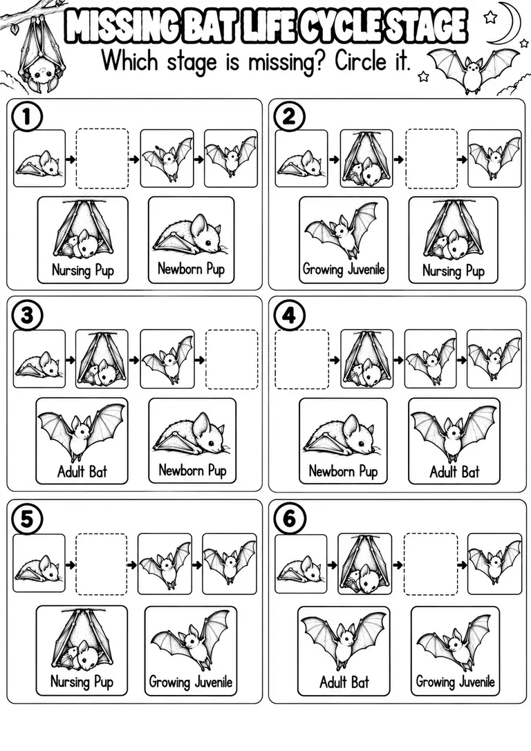 MISSING BAT LIFE CYCLE STAGE for Pre-K, Kindergarten, 1st Grade