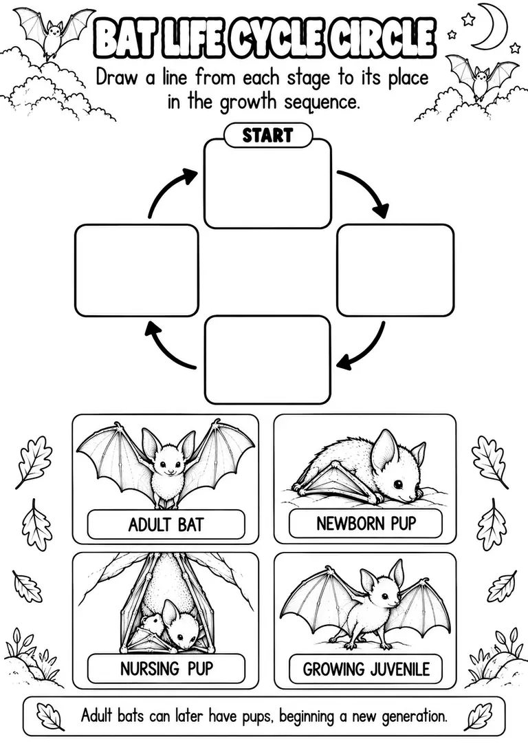 BAT LIFE CYCLE CIRCLE for Pre-K, Kindergarten, 1st Grade