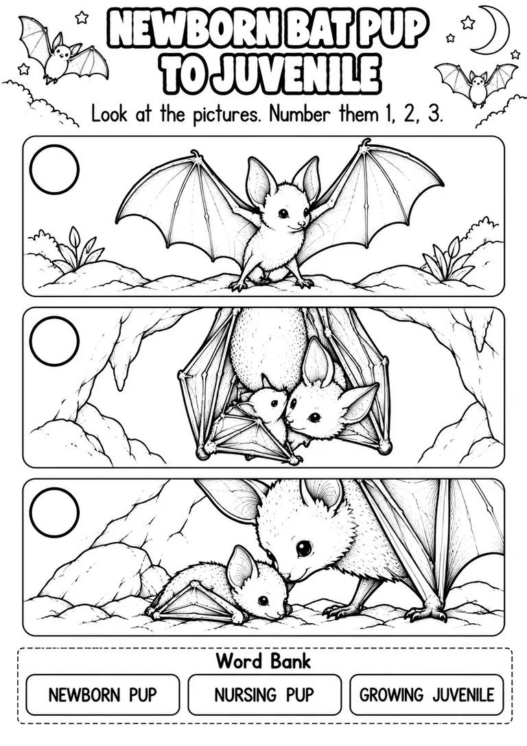 NEWBORN BAT PUP TO JUVENILE for Pre-K, Kindergarten, 1st Grade