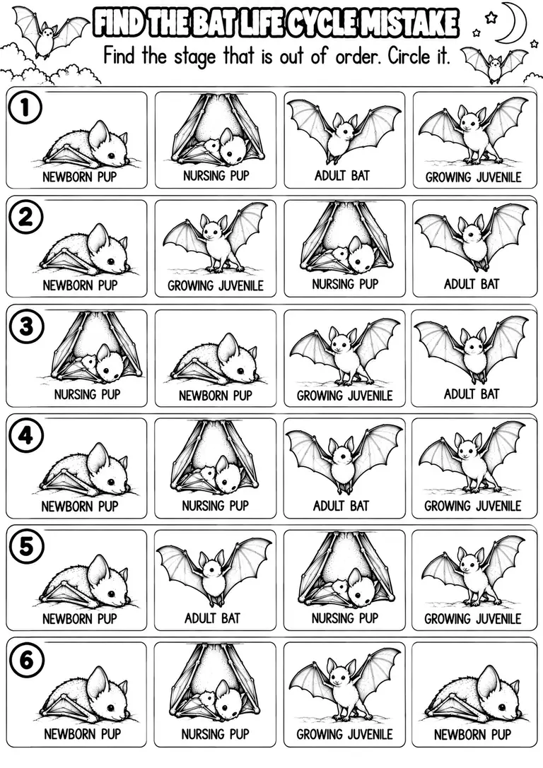 FIND THE BAT LIFE CYCLE MISTAKE for Pre-K, Kindergarten, 1st Grade
