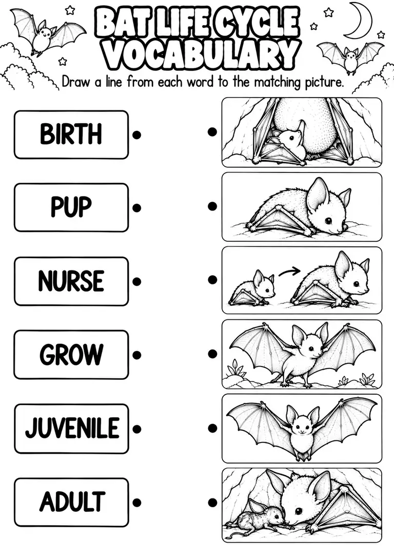 BAT LIFE CYCLE VOCABULARY for Pre-K, Kindergarten, 1st Grade
