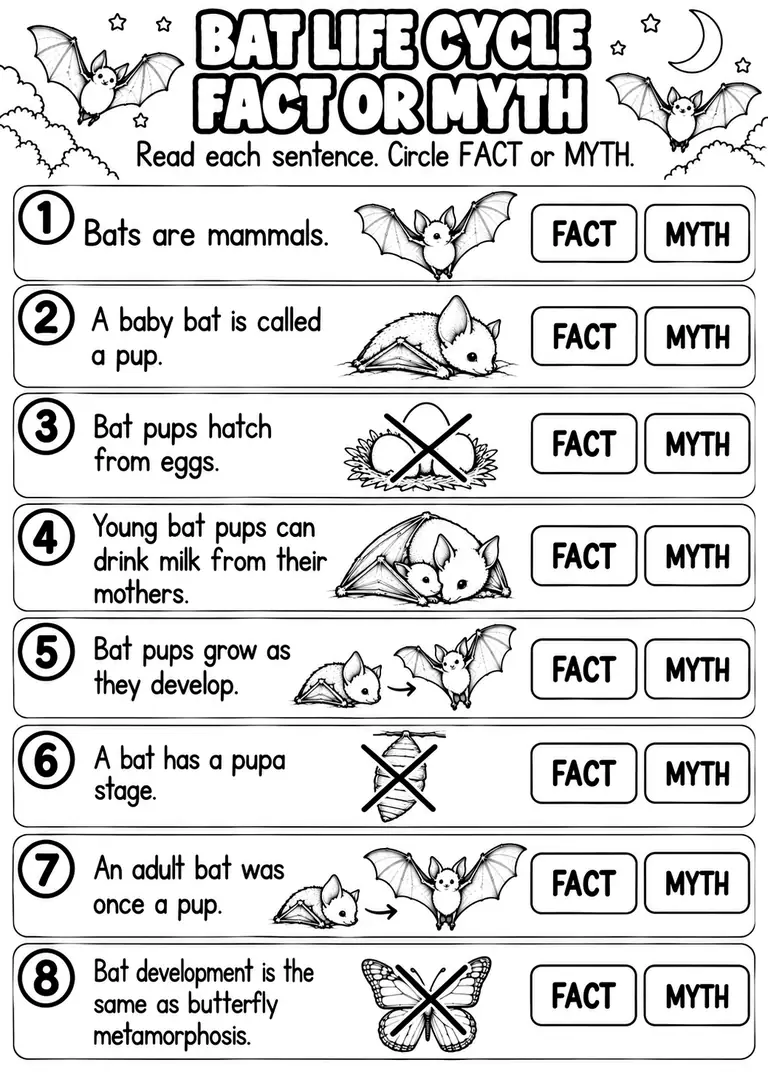 BAT LIFE CYCLE FACT OR MYTH for Pre-K, Kindergarten, 1st Grade