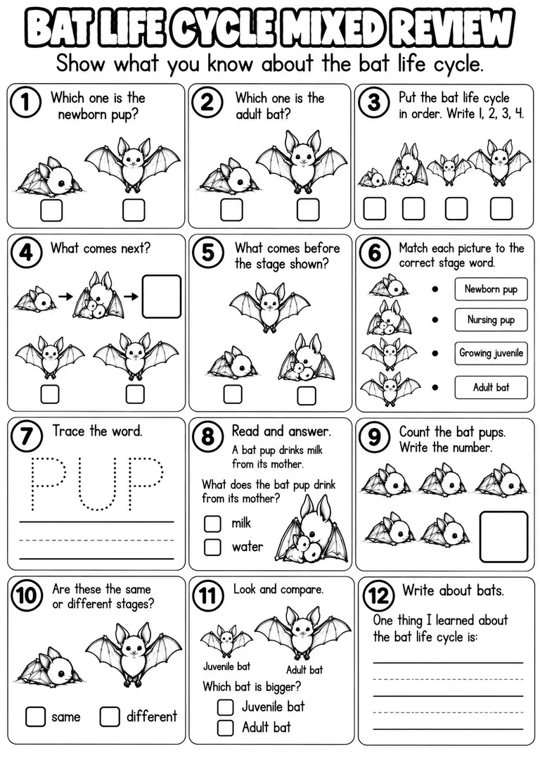 BAT LIFE CYCLE MIXED REVIEW for Pre-K, Kindergarten, 1st Grade
