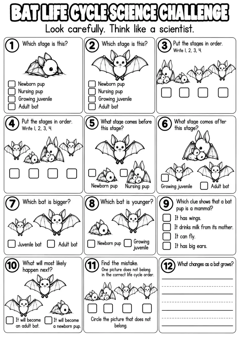 BAT LIFE CYCLE SCIENCE CHALLENGE for Pre-K, Kindergarten, 1st Grade