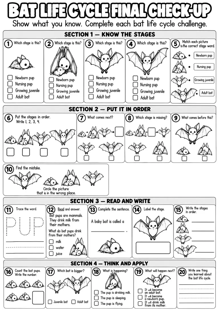 BAT LIFE CYCLE FINAL CHECK-UP for Pre-K, Kindergarten, 1st Grade