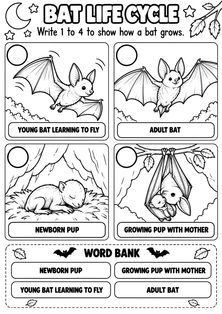 BAT LIFE CYCLE for Kindergarten, 1st Grade