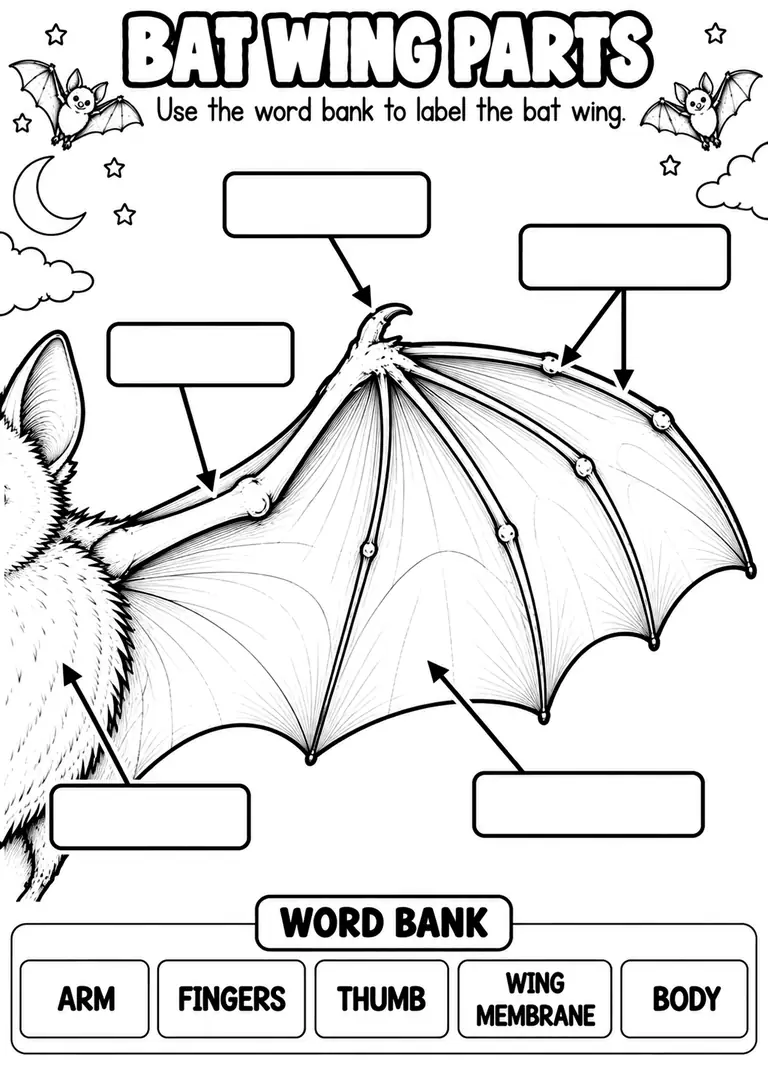 BAT WING PARTS for Kindergarten, 1st Grade