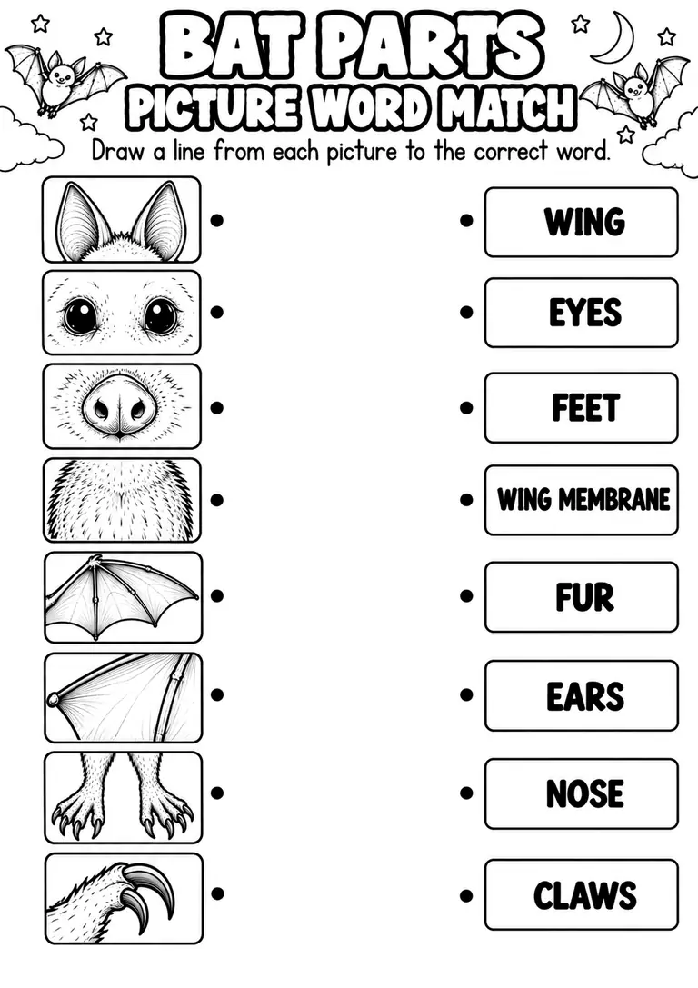 BAT PARTS PICTURE WORD MATCH for Kindergarten, 1st Grade