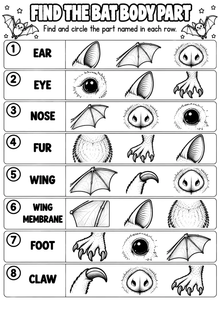 FIND THE BAT BODY PART for Kindergarten, 1st Grade