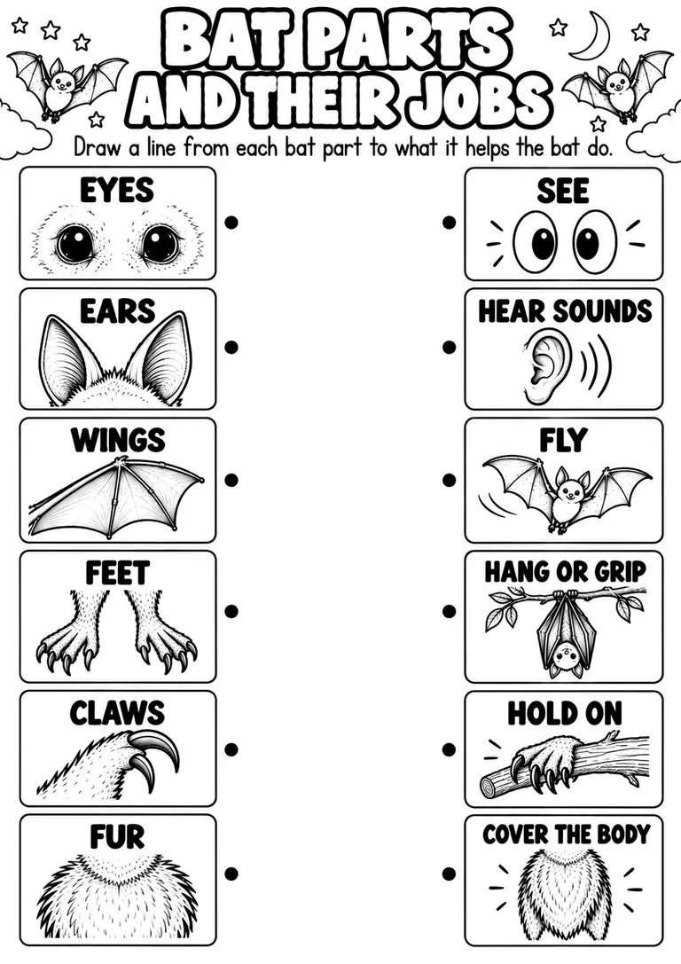 BAT PARTS AND THEIR JOBS for Kindergarten, 1st Grade