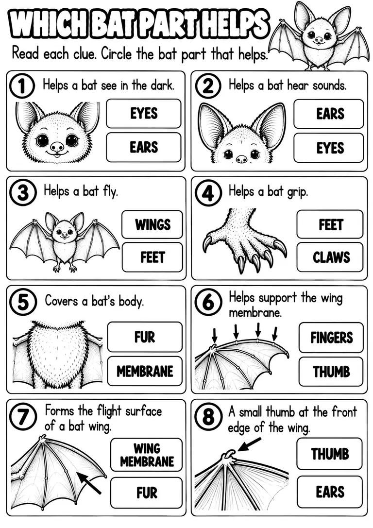 WHICH BAT PART HELPS for Kindergarten, 1st Grade