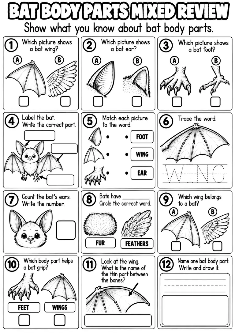 BAT BODY PARTS MIXED REVIEW for Kindergarten, 1st Grade