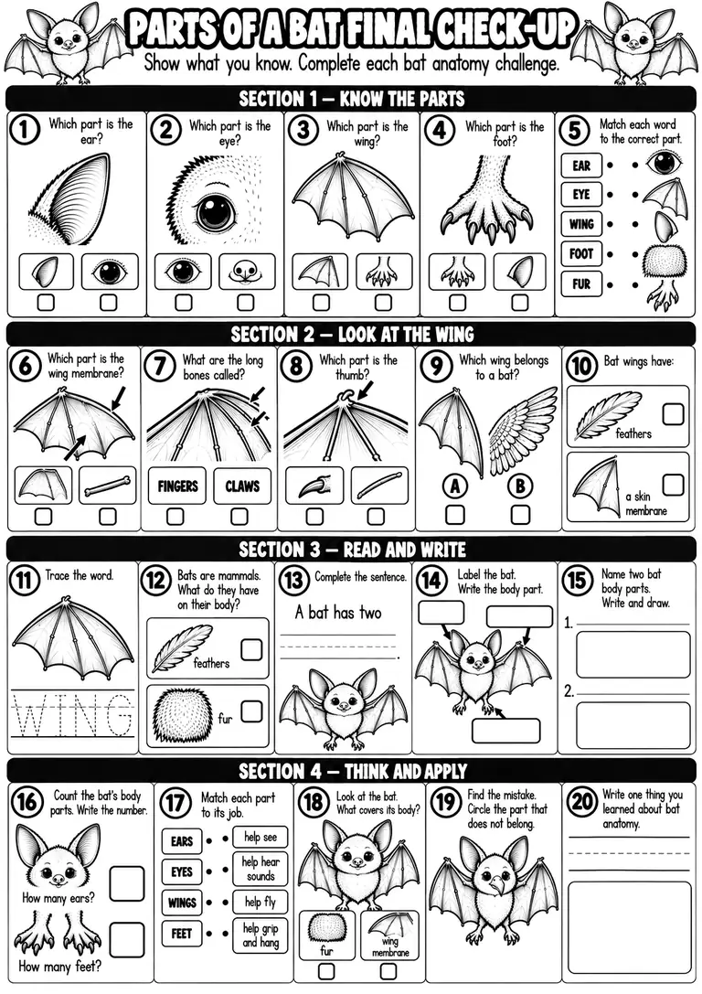 PARTS OF A BAT FINAL CHECK-UP for Kindergarten, 1st Grade
