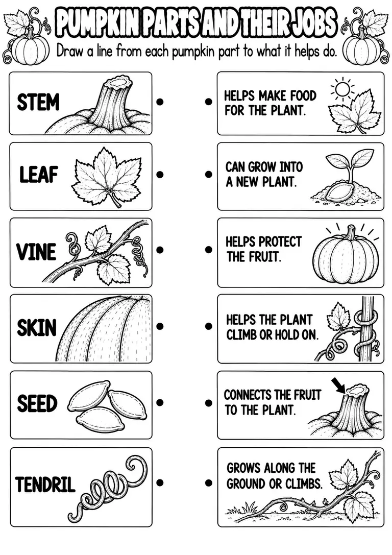 PUMPKIN PARTS AND THEIR JOBS for Pre-K, Kindergarten, 1st Grade