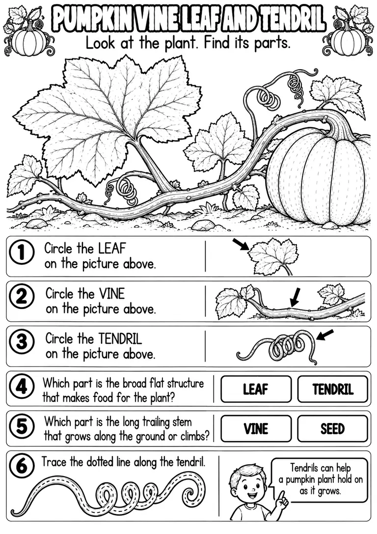 PUMPKIN VINE LEAF AND TENDRIL for Pre-K, Kindergarten, 1st Grade