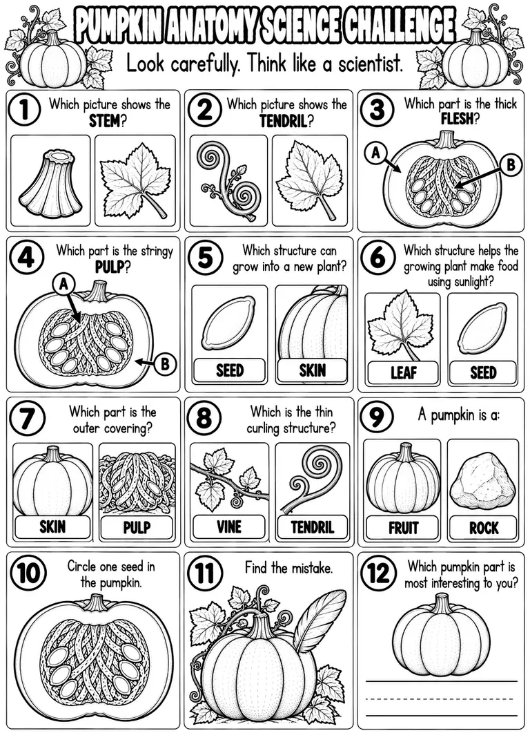 PUMPKIN ANATOMY SCIENCE CHALLENGE for Pre-K, Kindergarten, 1st Grade