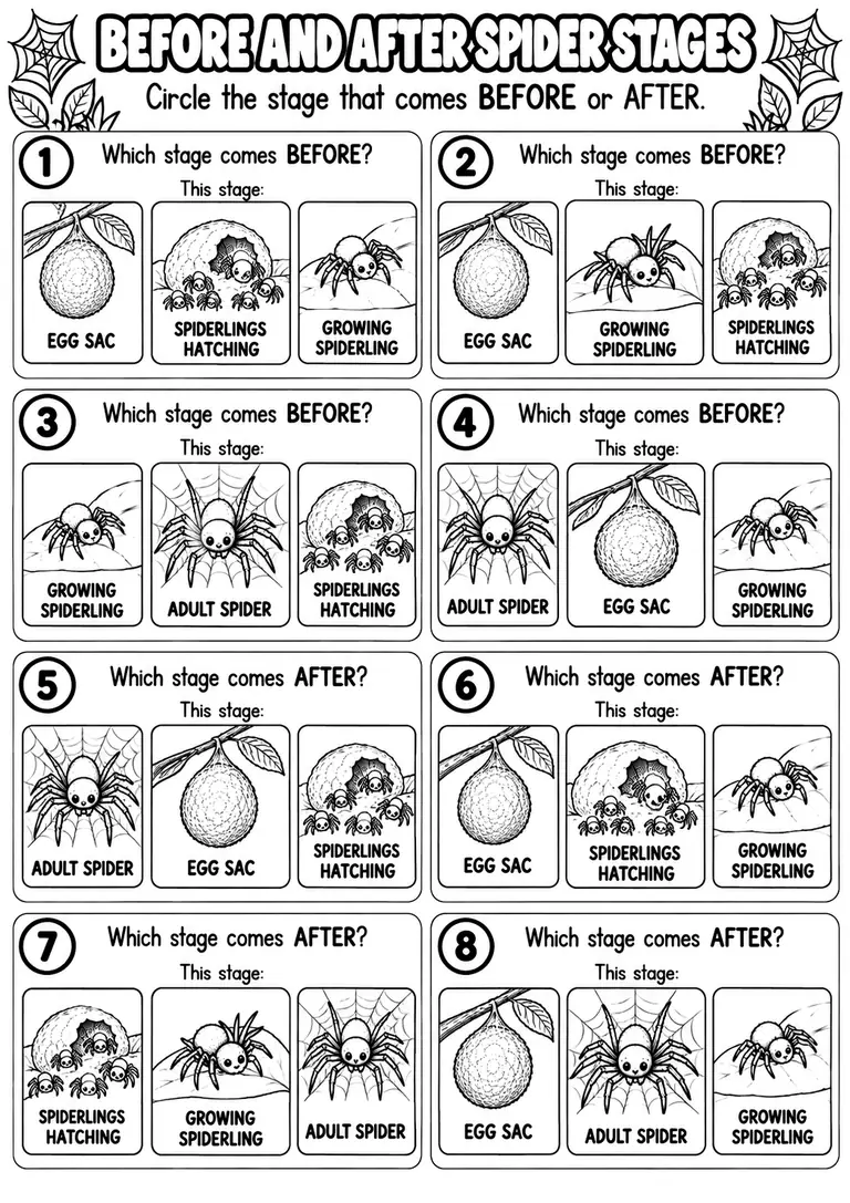 BEFORE AND AFTER SPIDER STAGES for Pre-K, Kindergarten, 1st Grade