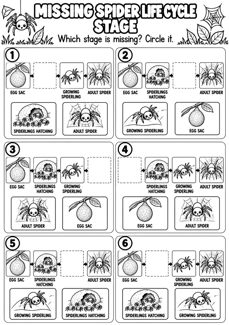 MISSING SPIDER LIFE CYCLE STAGE for Pre-K, Kindergarten, 1st Grade