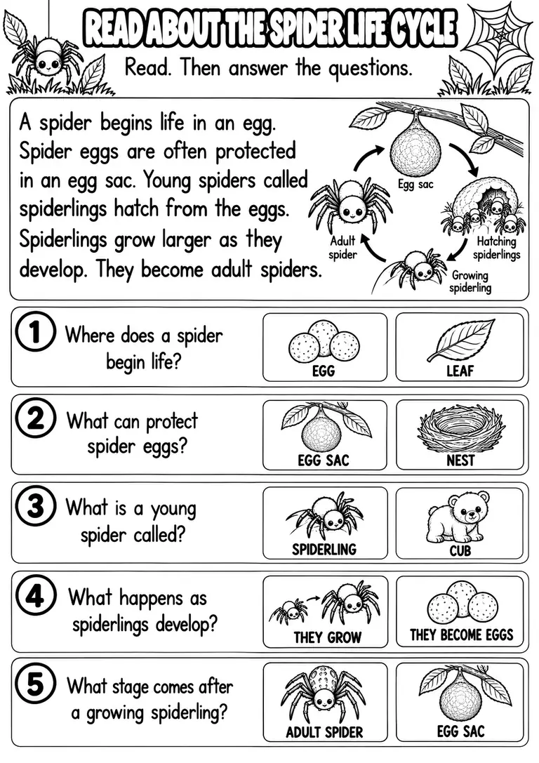 READ ABOUT THE SPIDER LIFE CYCLE for Pre-K, Kindergarten, 1st Grade