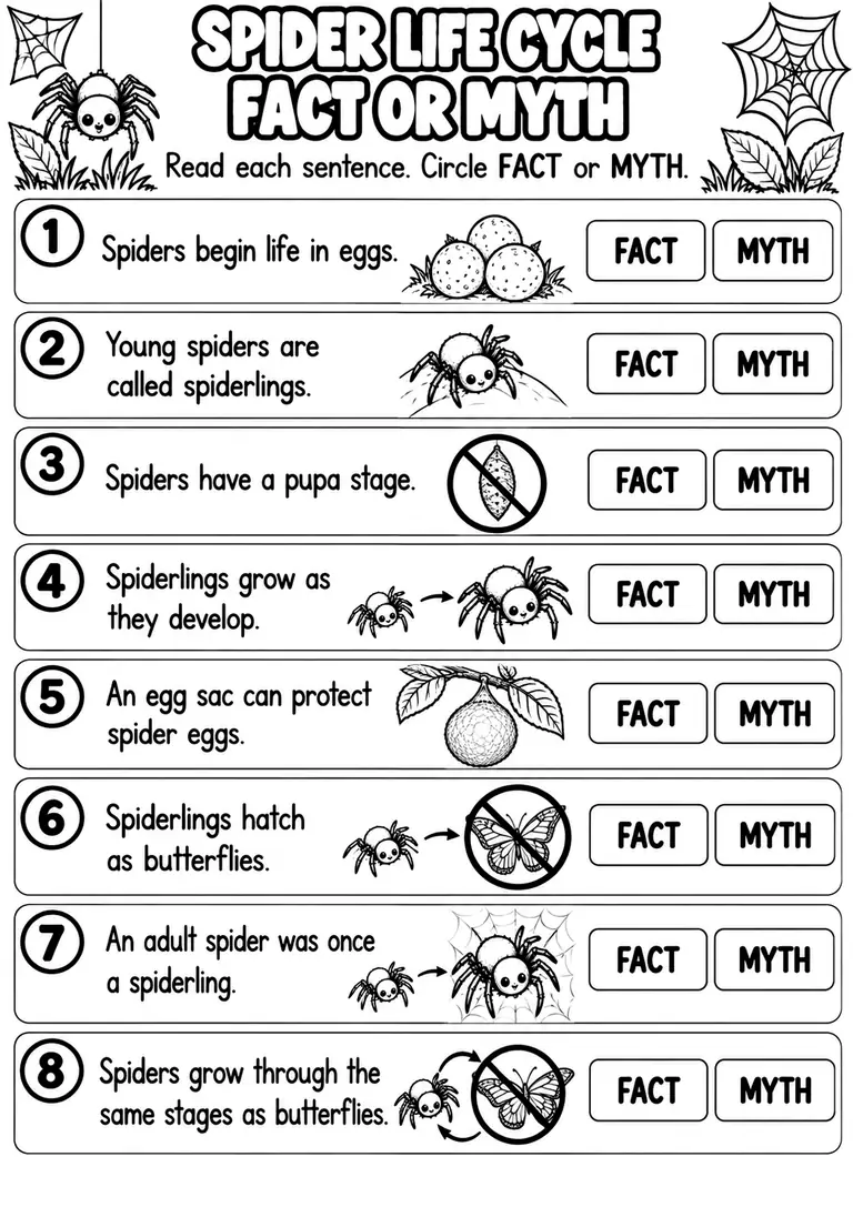 SPIDER LIFE CYCLE FACT OR MYTH for Pre-K, Kindergarten, 1st Grade
