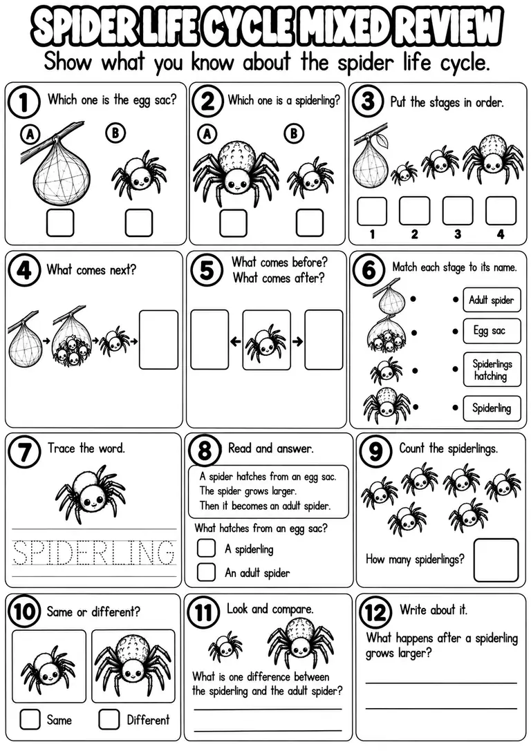 SPIDER LIFE CYCLE MIXED REVIEW for Pre-K, Kindergarten, 1st Grade