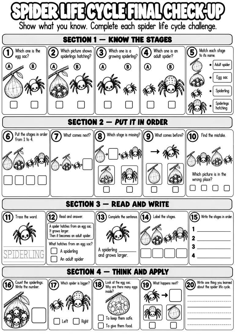 SPIDER LIFE CYCLE FINAL CHECK-UP for Pre-K, Kindergarten, 1st Grade